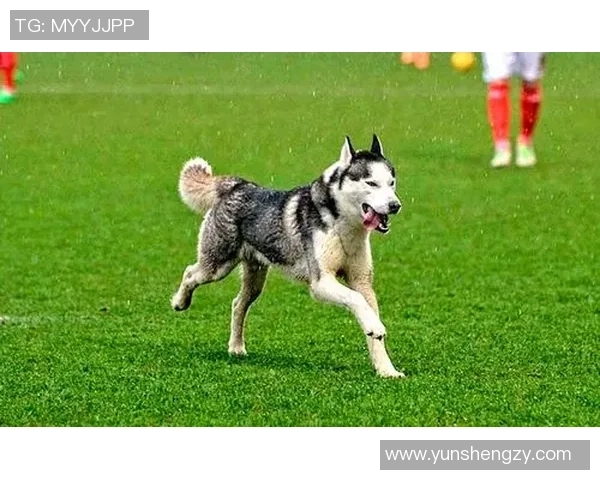 狗狗足球赛场上的精彩瞬间与欢乐互动让人忍俊不禁